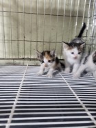 종료(자연사) 한국…