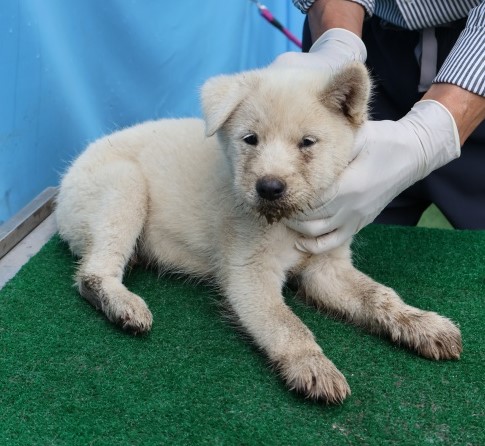 제주 동물보호센터_450650202502748