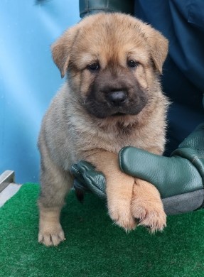 종료(기증) 믹스견…