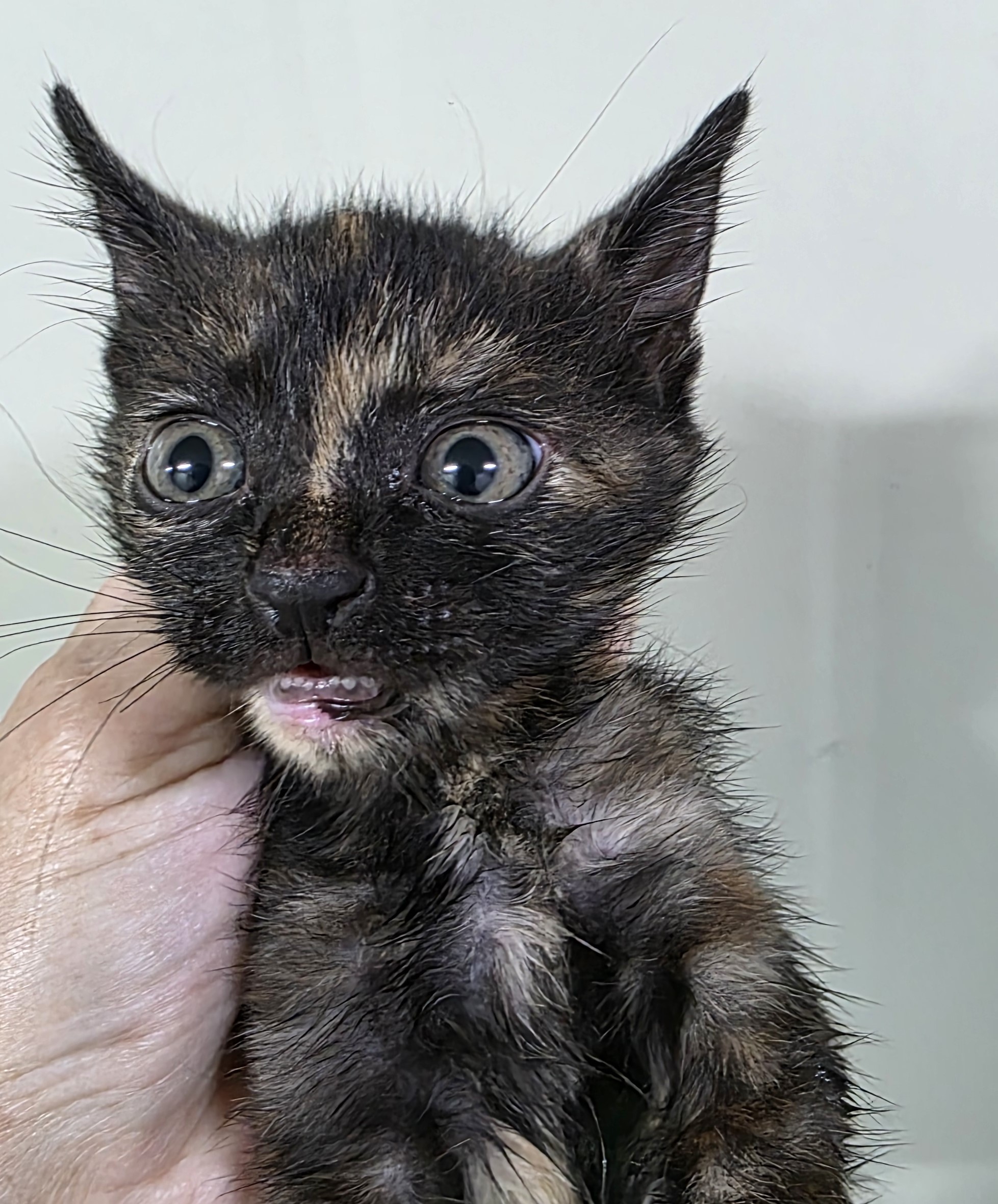 보호중 한국 고양이…