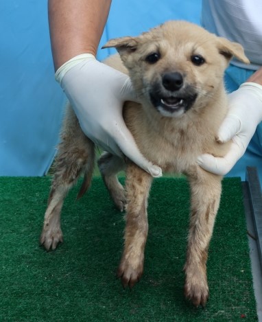 종료(안락사) 믹스…