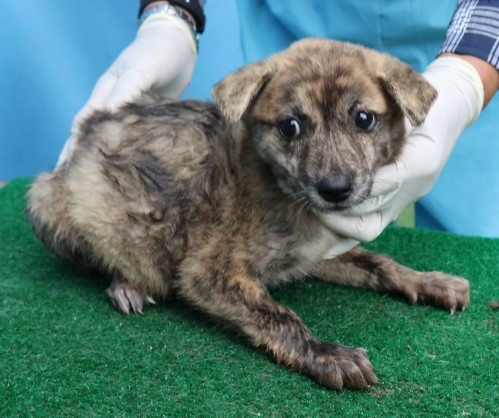 제주 동물보호센터_450650202502738