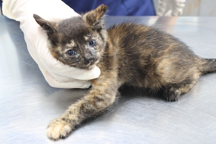 종료(자연사) 한국…