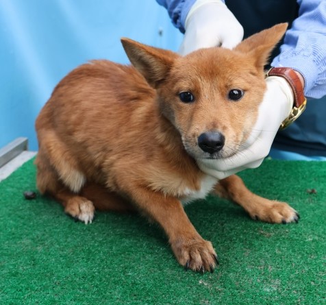 보호중 믹스견의 가…