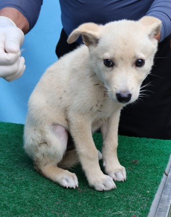 제주 동물보호센터_450650202502747