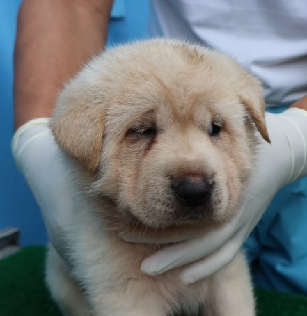 종료(기증) 믹스견…