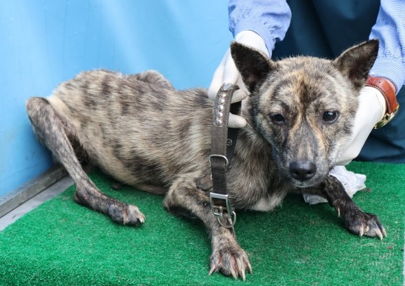 보호중 믹스견의 가…