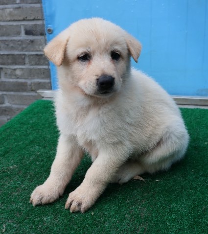 종료(기증) 믹스견…