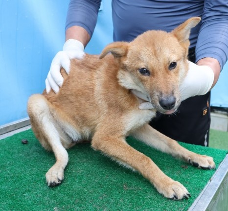 보호중 믹스견의 가…