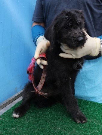 제주 동물보호센터_450650202502730