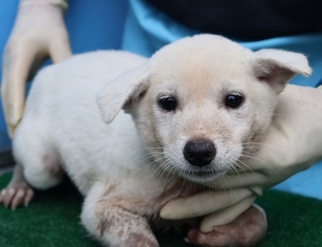 종료(안락사) 믹스…