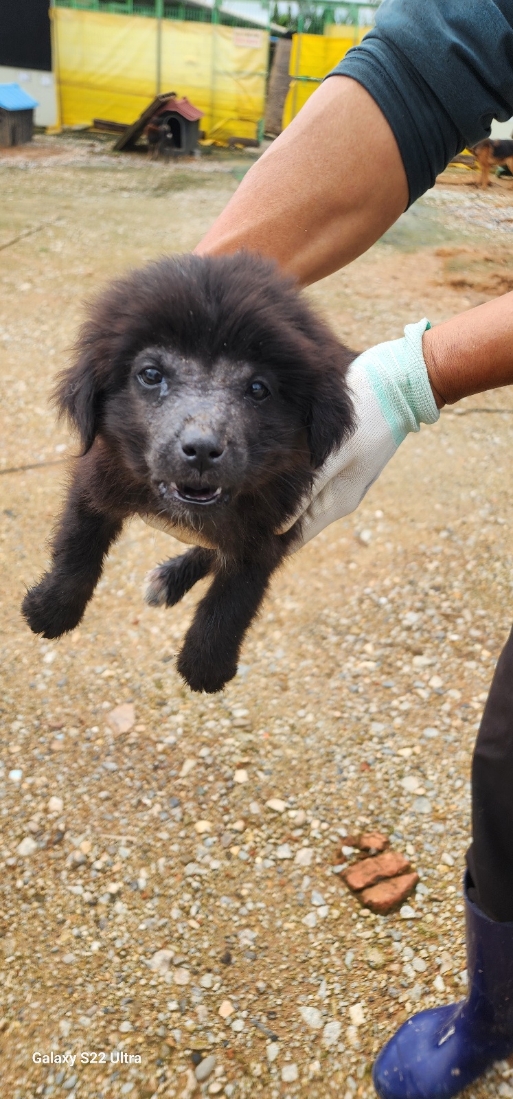 보호중 믹스견의 가…