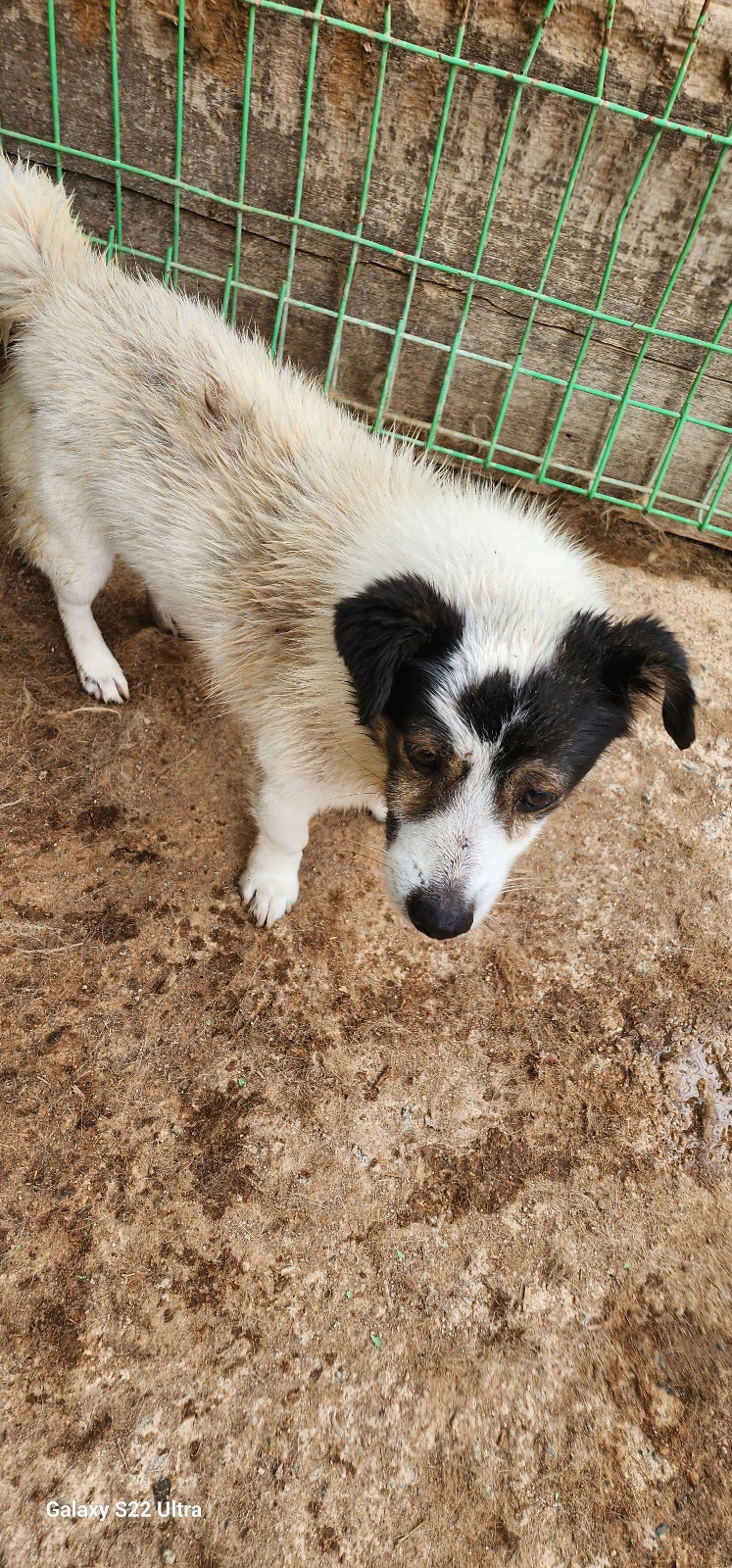 보호중 믹스견의 가…