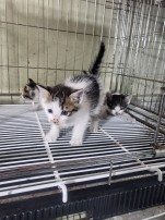 (사)하얀비둘기_426339202500515