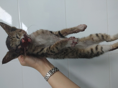 (사)동부동물보호협회_426331202500487