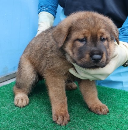 제주 동물보호센터_450650202502744