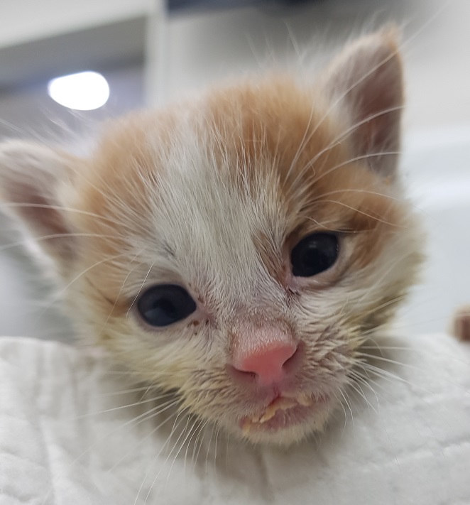 조재진동물병원_428354202501004