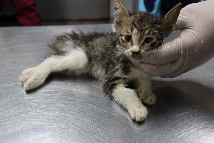 제주 동물보호센터_450650202502753