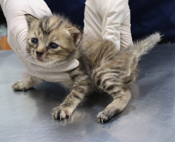 종료(안락사) 한국…