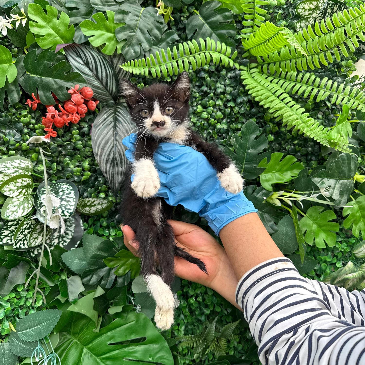 종료(자연사) 한국…