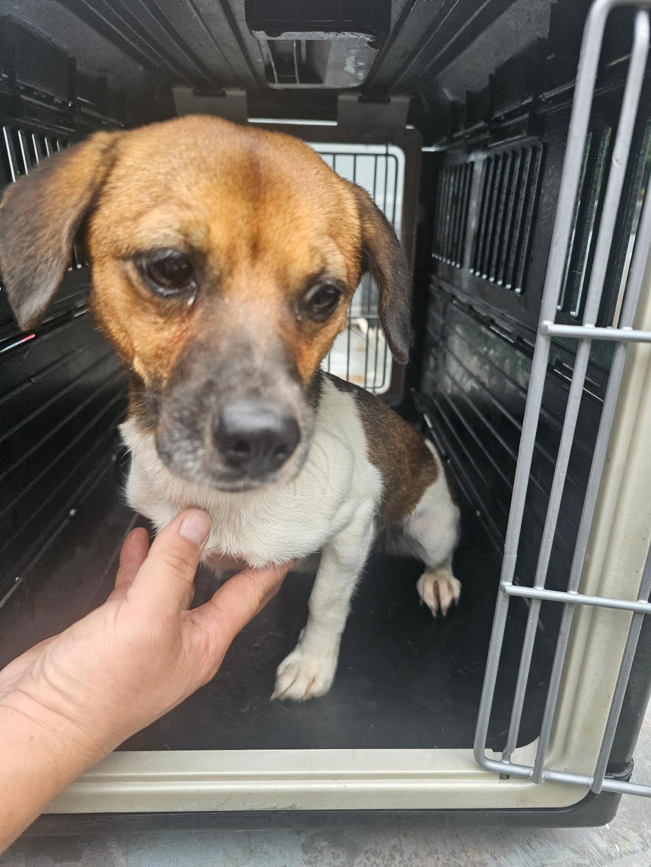 보호중 믹스견의 가…