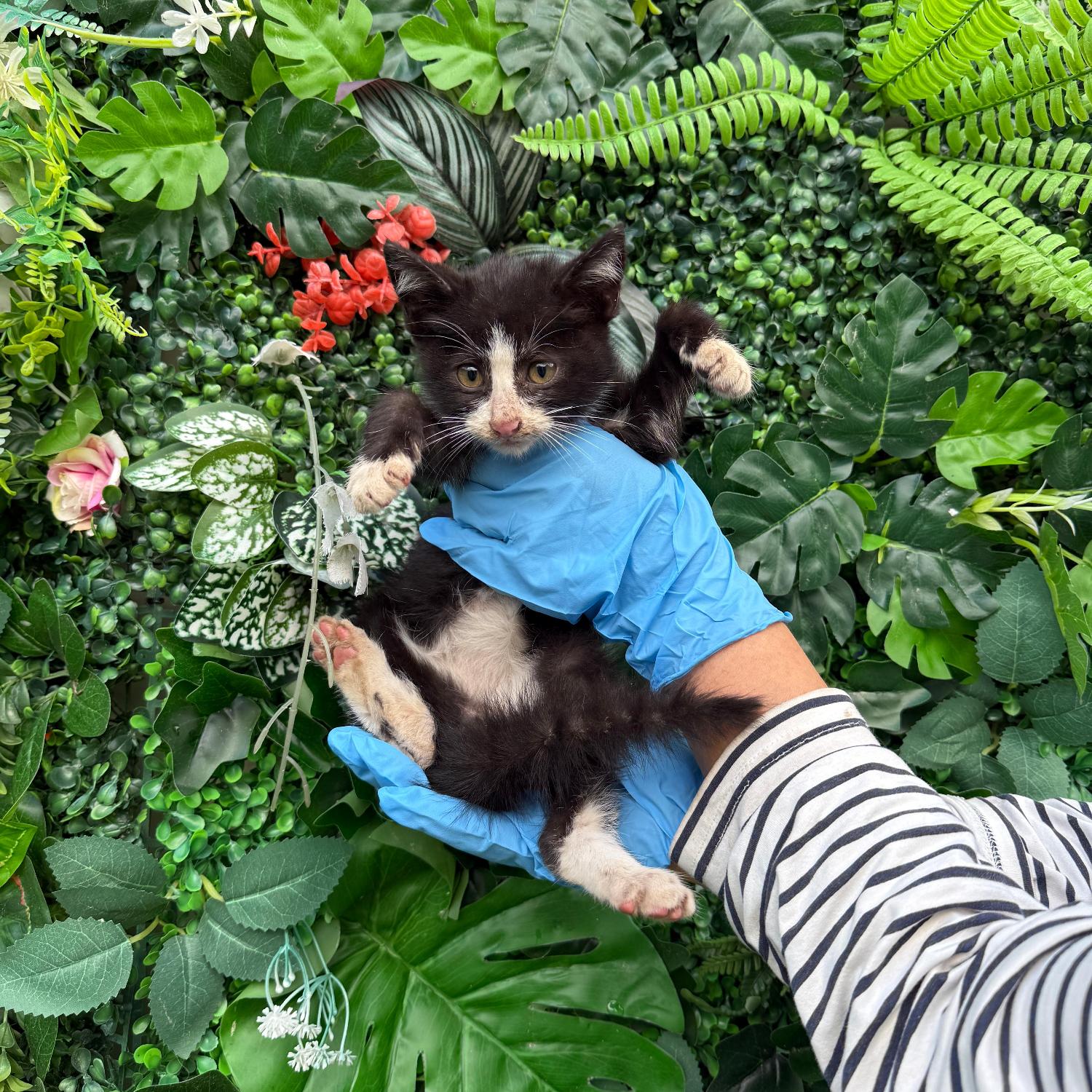 종료(자연사) 한국…