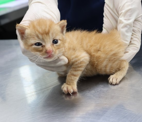 종료(자연사) 한국…