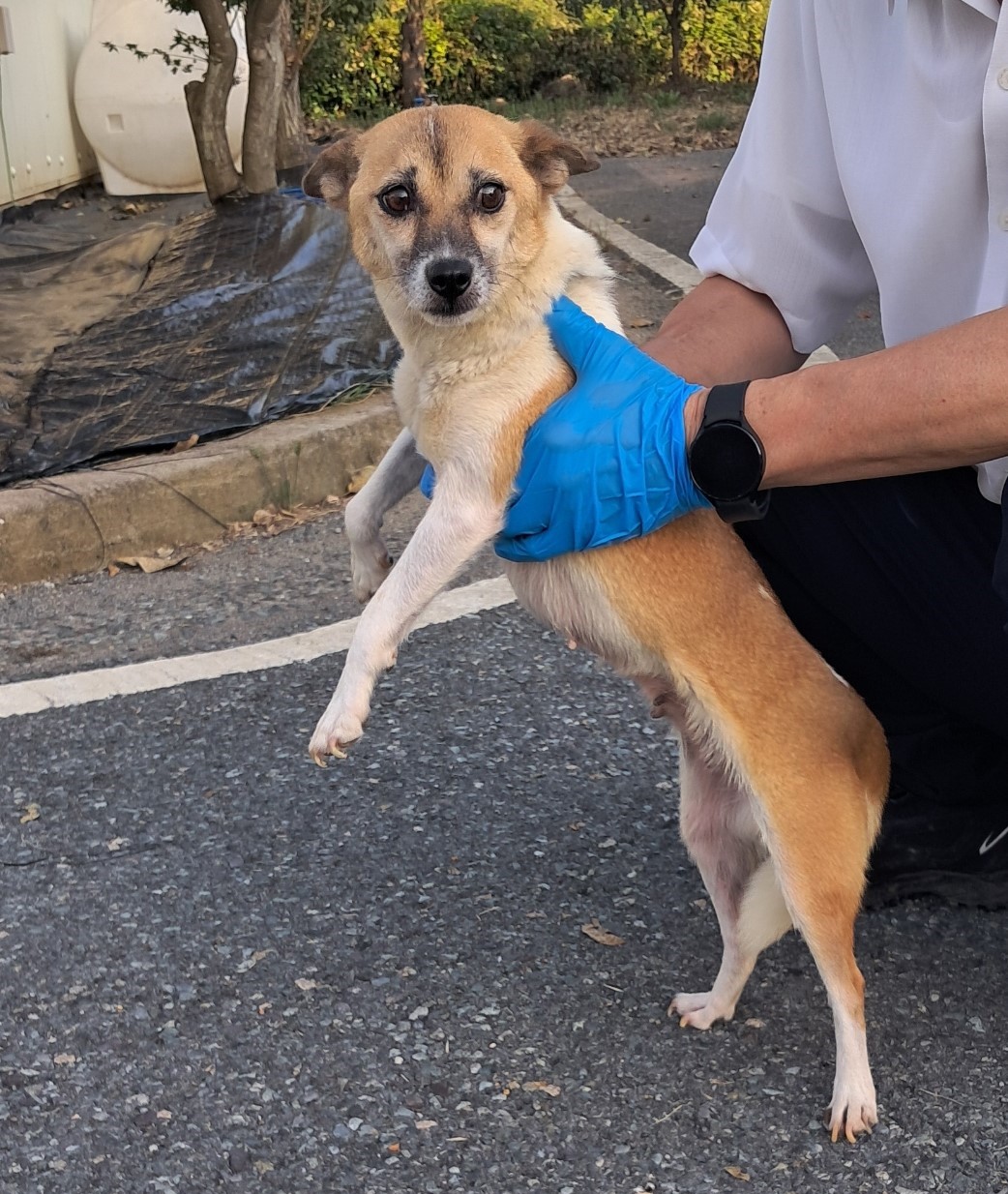 보호중 믹스견의 가…