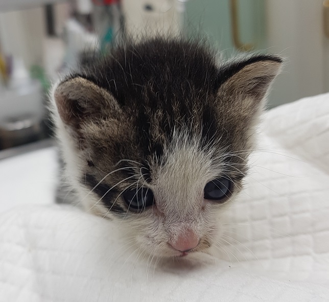 종료(자연사) 한국…