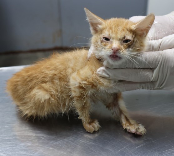 제주 동물보호센터_450650202502754