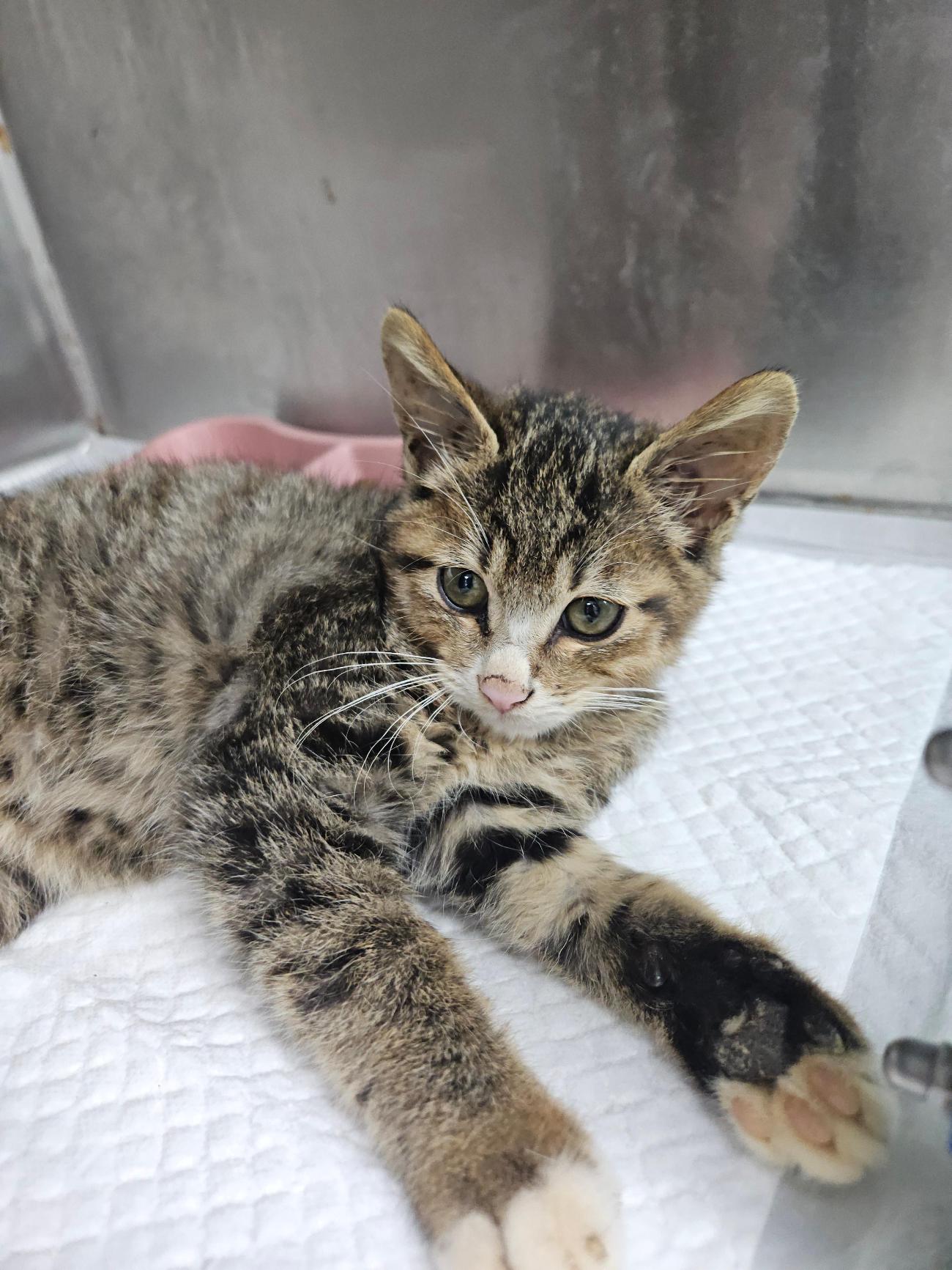 경주동물사랑보호센터_447505202501478