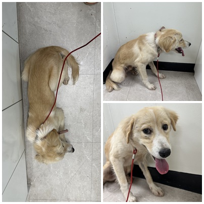 보호중 믹스견의 가…