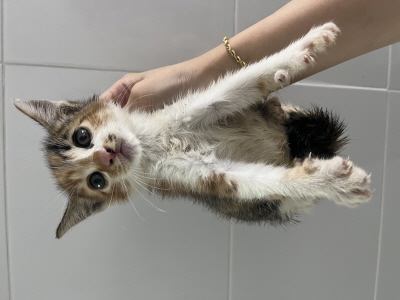 보호중 믹스묘의 가…