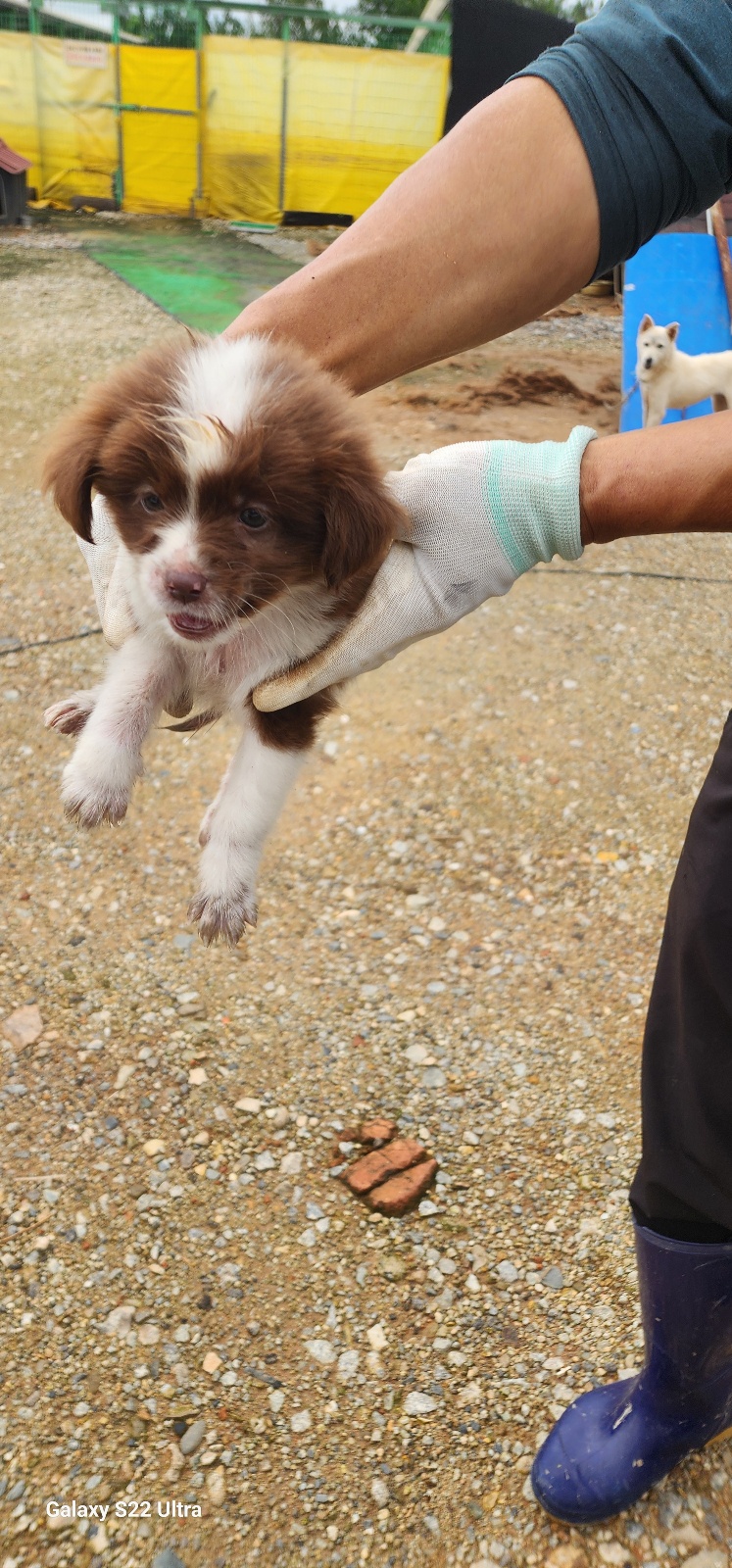 보호중 믹스견의 가…