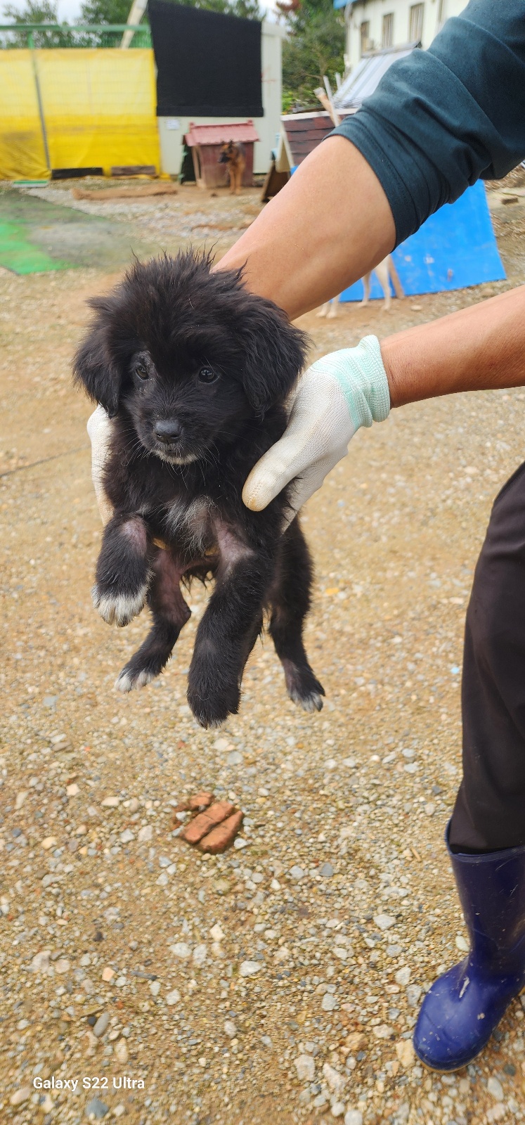 보호중 믹스견의 가…