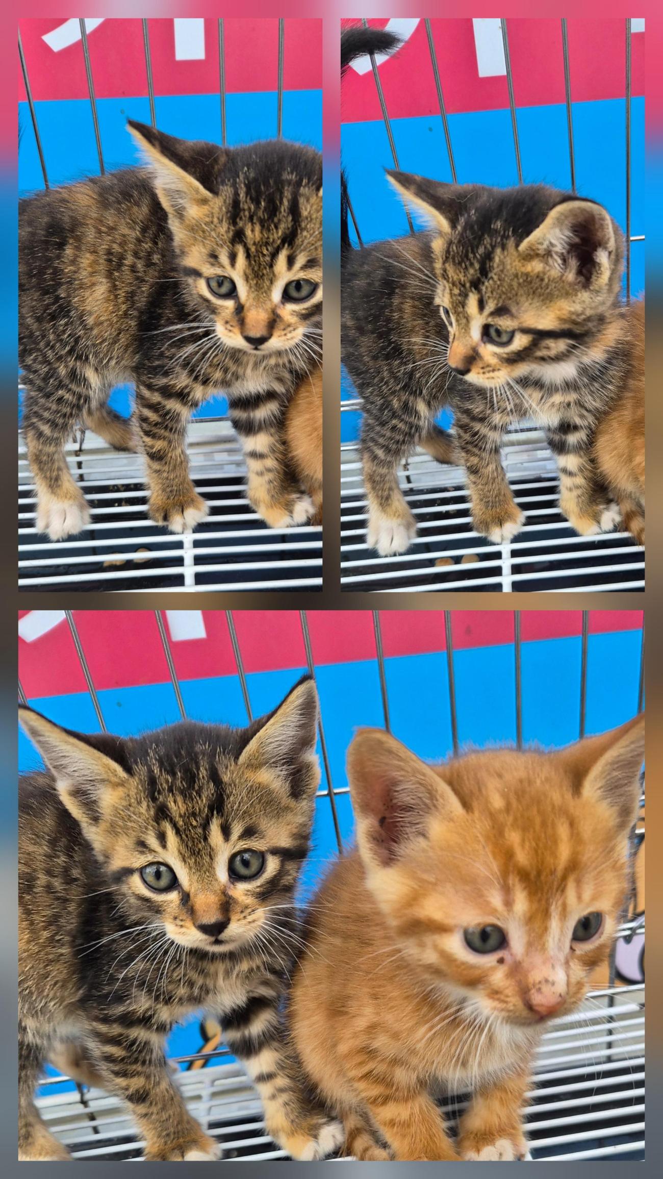 종료(입양) 한국 …