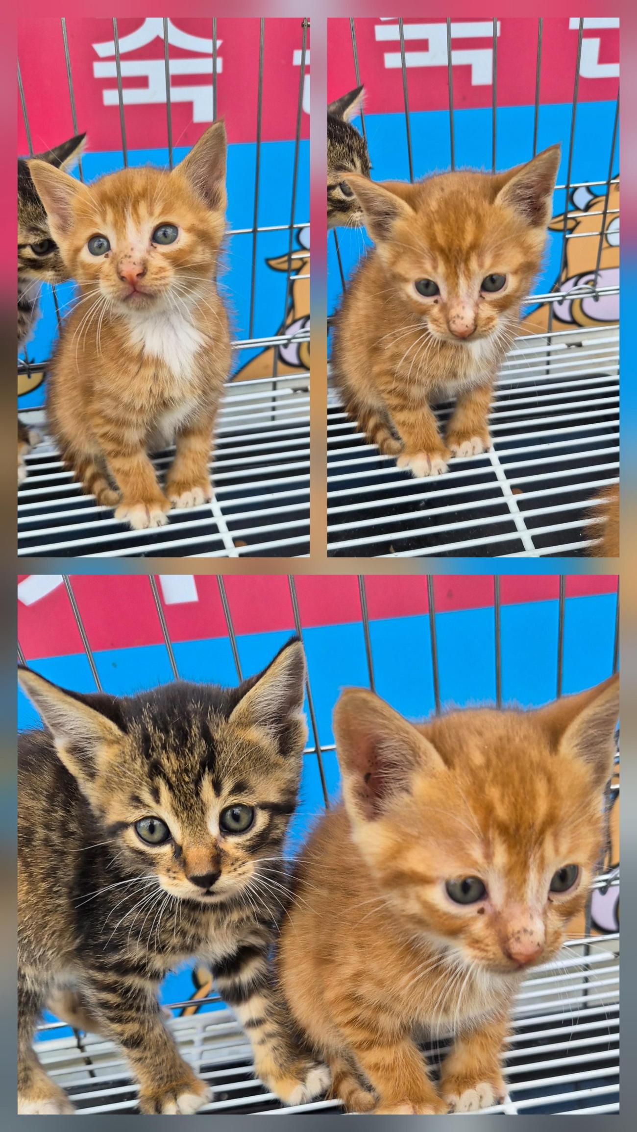 종합축산_447512202500640