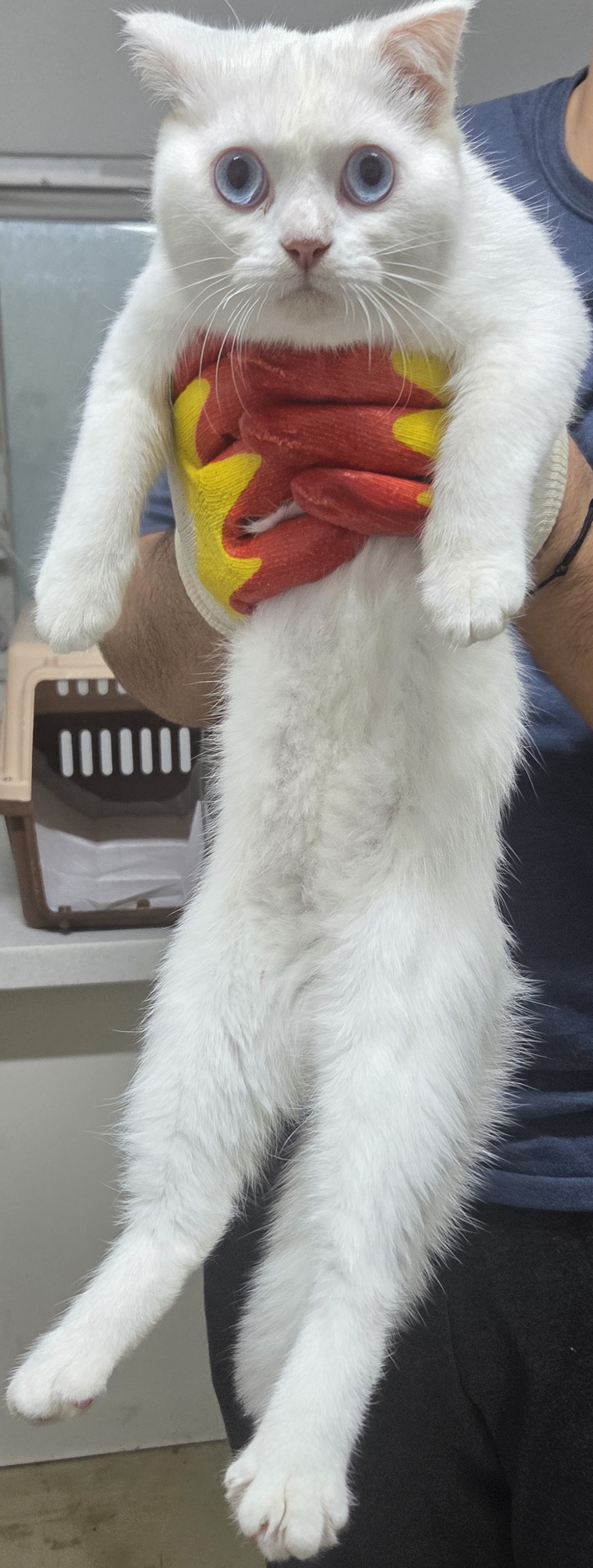 종료(기증) 믹스묘…