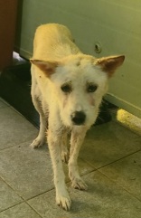 보호중 믹스견의 가…