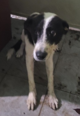 보호중 믹스견의 가…