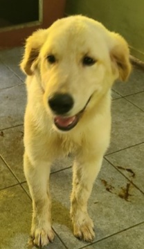 서천군유기동물보호소_444458202500383