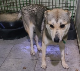 종료(입양) 믹스견…