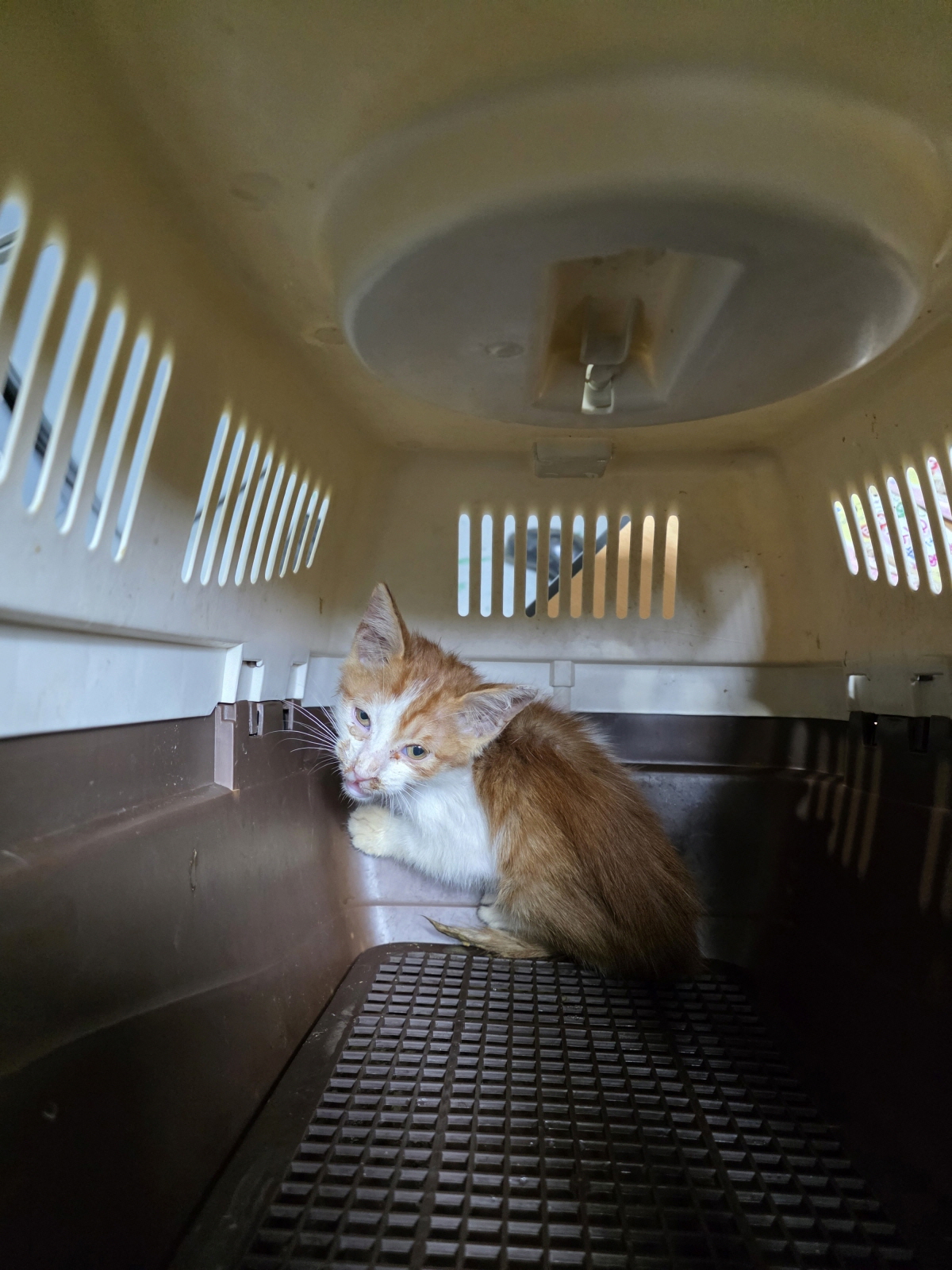 부산동물보호센터_426332202500783