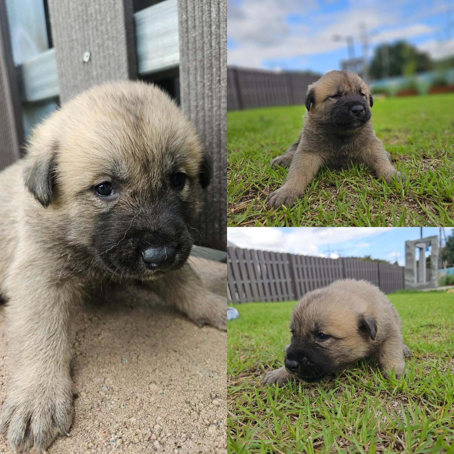 보호중 믹스견의 가…