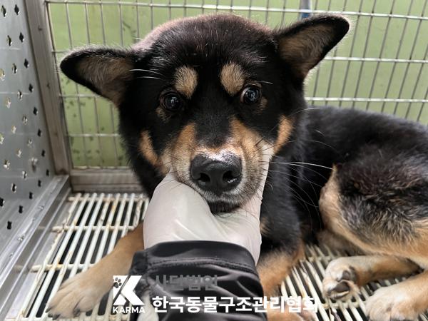 종료(반환) 믹스견…