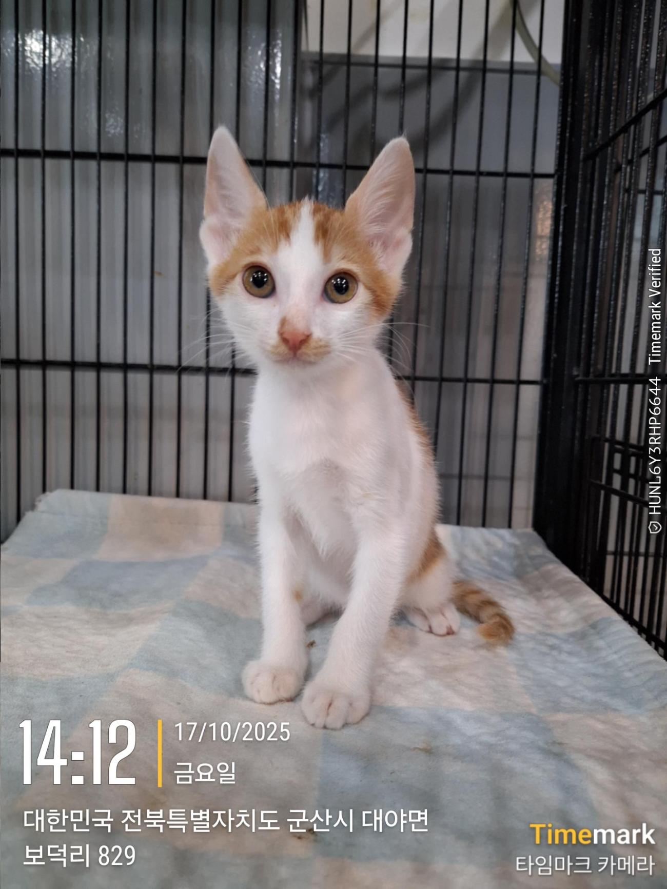 보호중 믹스묘의 가…