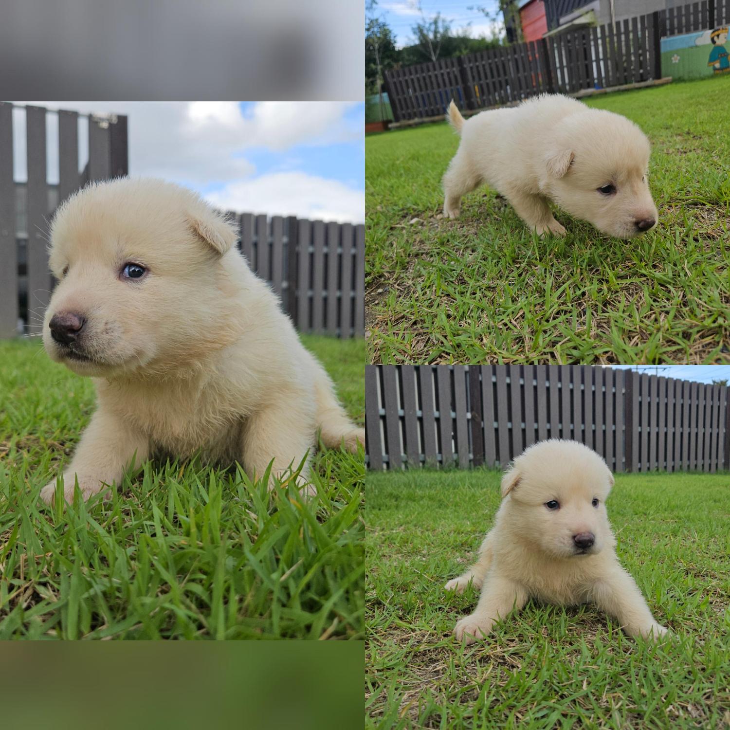 경주동물사랑보호센터_447505202501488