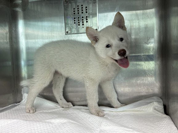 광주동물보호센터_429359202500423