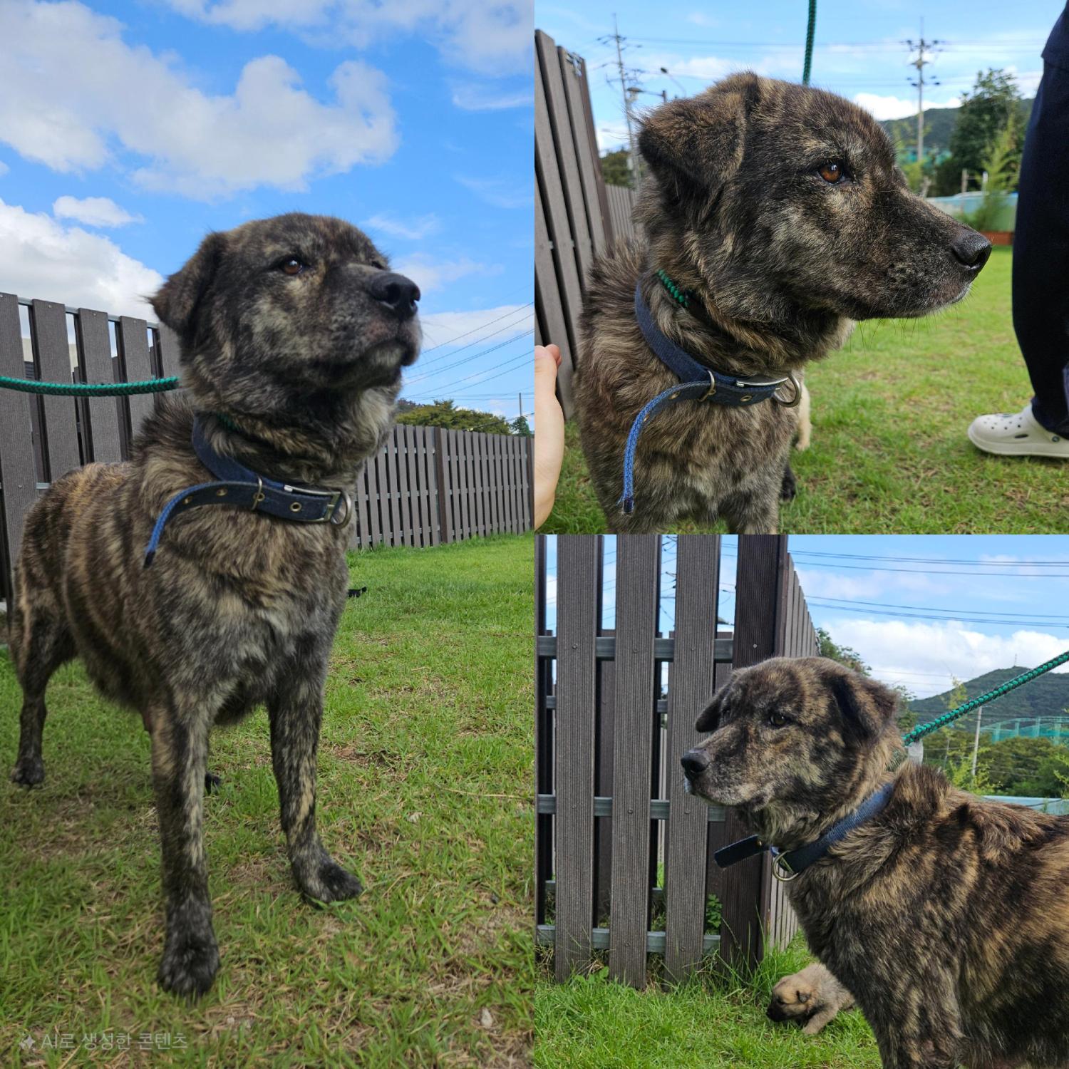 종료(입양) 믹스견…