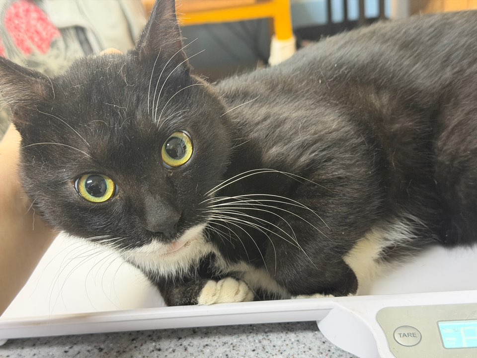 광주동물보호센터_429363202500880